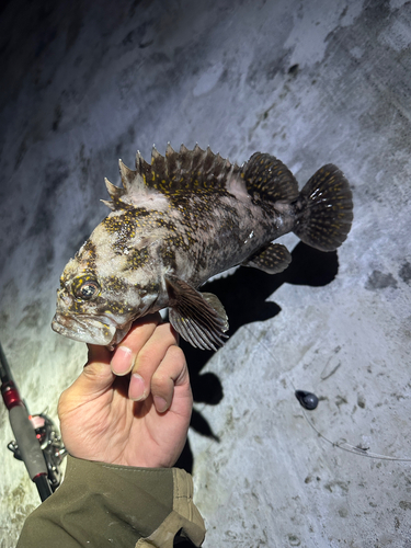 オウゴンムラソイの釣果