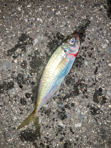 マアジの釣果