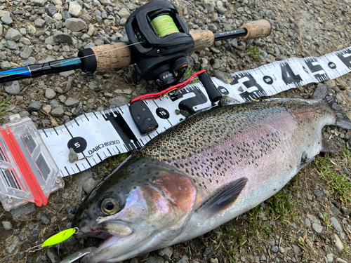 ニジマスの釣果