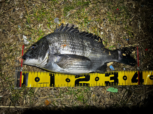 クロダイの釣果