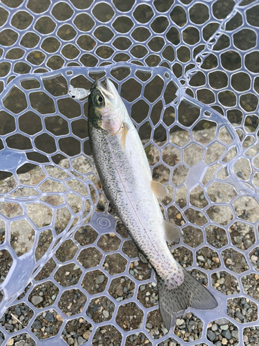 ニジマスの釣果