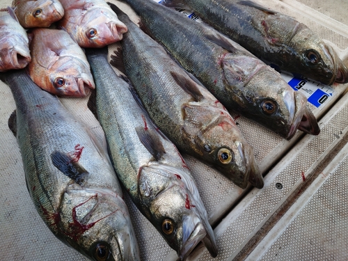 シーバスの釣果