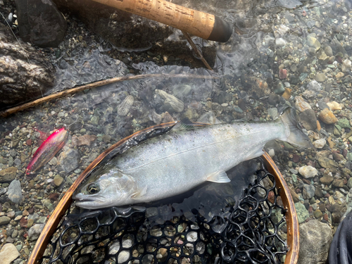 アマゴの釣果