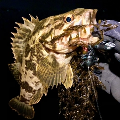 タケノコメバルの釣果