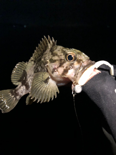 ムラソイの釣果