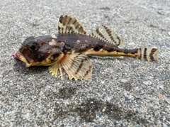 カジカの釣果