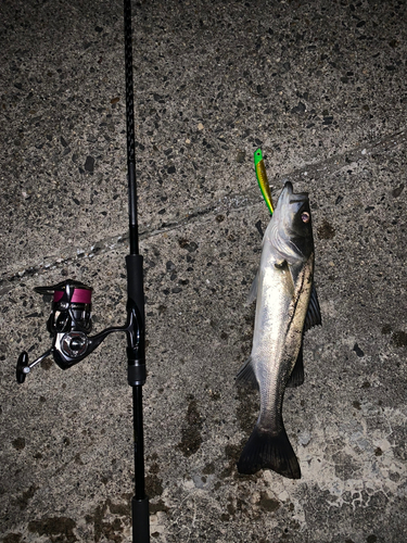 シーバスの釣果