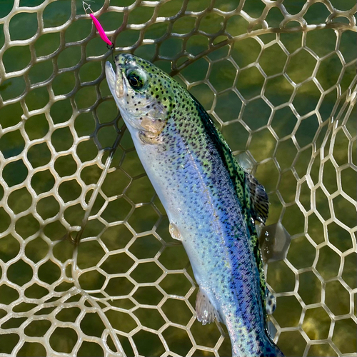 ニジマスの釣果