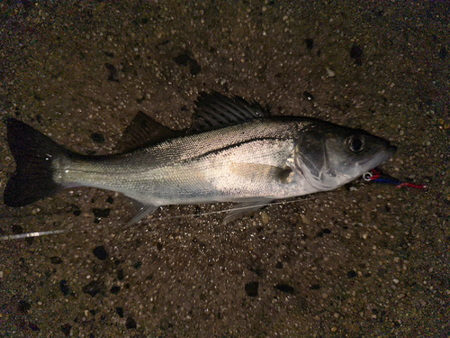 セイゴ（マルスズキ）の釣果