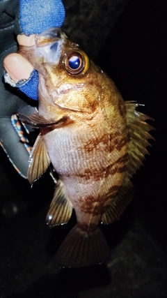 シロメバルの釣果