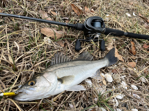 スズキの釣果