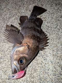 メバルの釣果