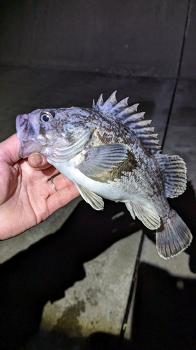 クロソイの釣果