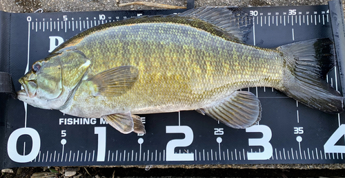 スモールマウスバスの釣果