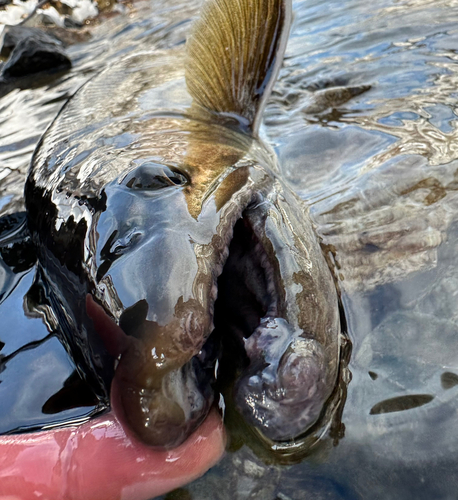 イワナの釣果