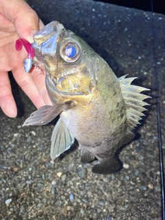 メバルの釣果