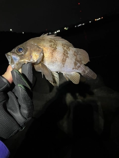 シロメバルの釣果