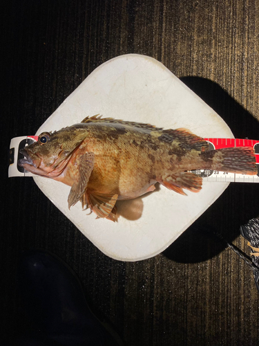 カサゴの釣果