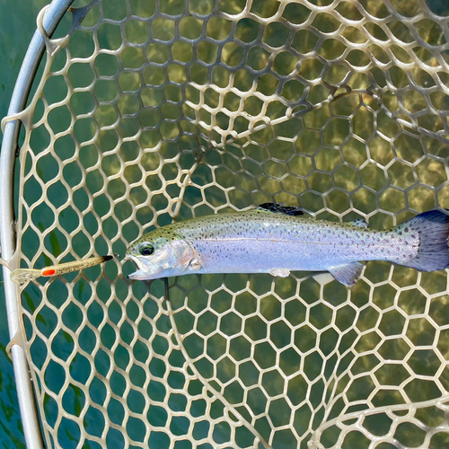 ニジマスの釣果