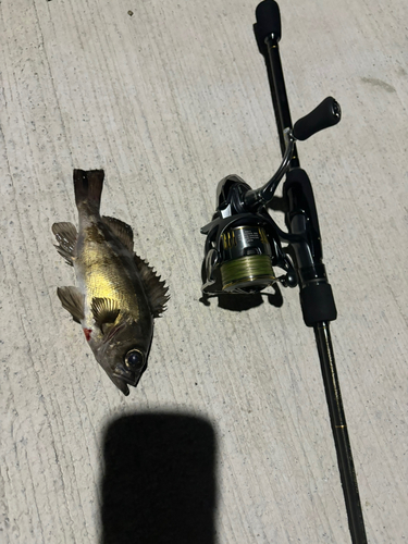 クロメバルの釣果