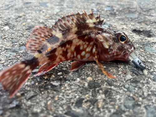 カサゴの釣果