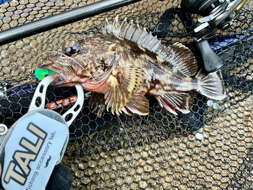 ガシラの釣果