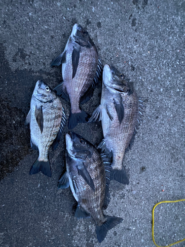 クロダイの釣果