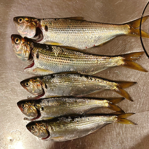 コノシロの釣果