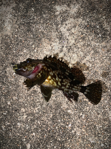 カサゴの釣果