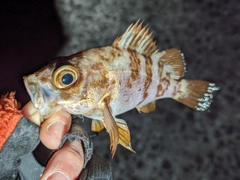 メバルの釣果