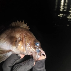 シロメバルの釣果