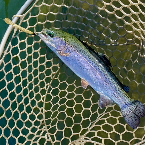 ニジマスの釣果