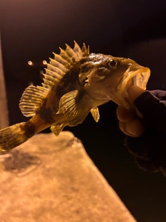 タケノコメバルの釣果