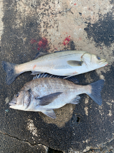 クロダイの釣果