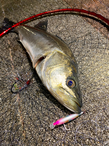 フッコ（マルスズキ）の釣果