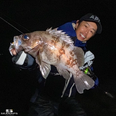 シロメバルの釣果