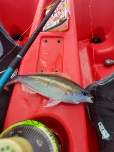 ソコイトヨリの釣果