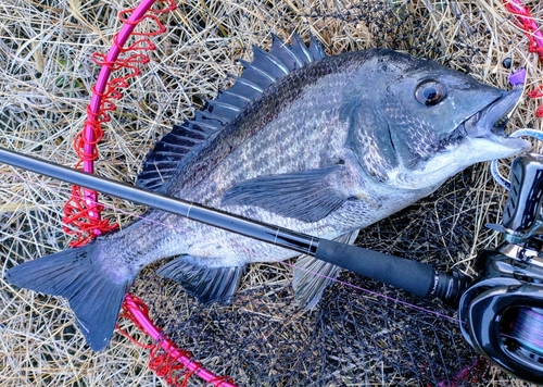 チヌの釣果