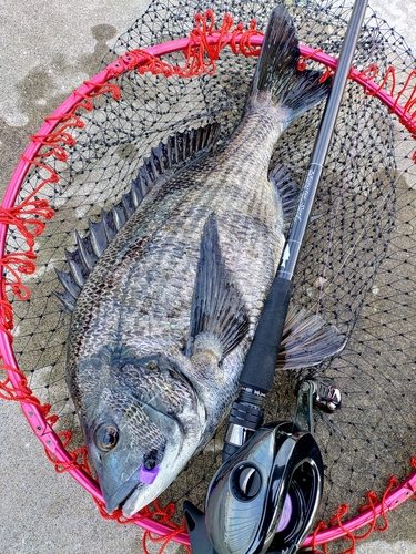 チヌの釣果