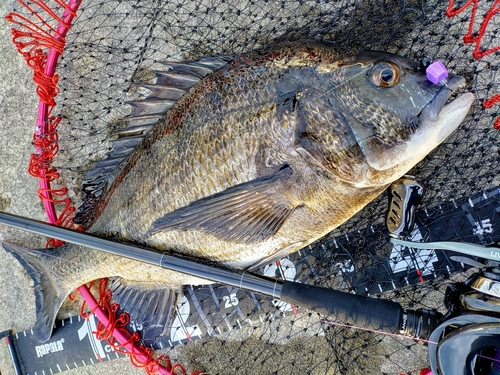 チヌの釣果