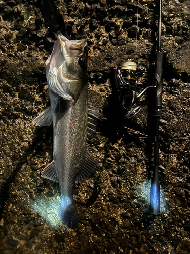 スズキの釣果