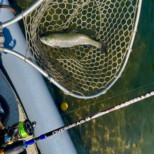 ニジマスの釣果