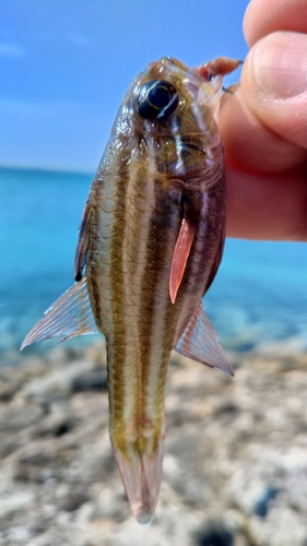 ヤライイシモチの釣果