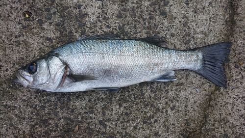 フッコ（ヒラスズキ）の釣果