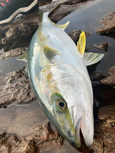 ヒラマサの釣果