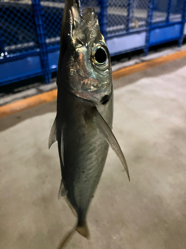 マアジの釣果