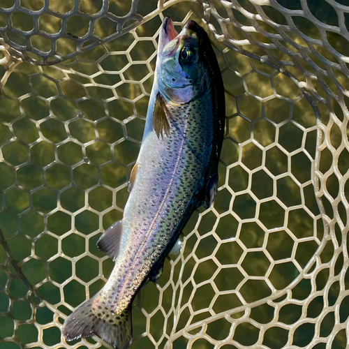 ニジマスの釣果