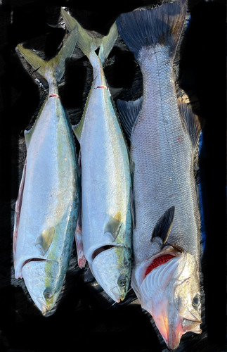 ヒラスズキの釣果