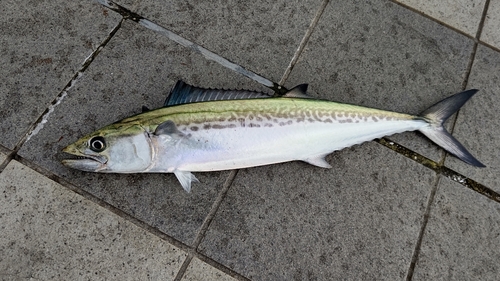 サゴシの釣果