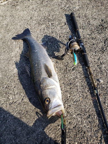 シーバスの釣果